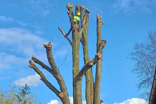 Wouter Swaenen boomwerken-1