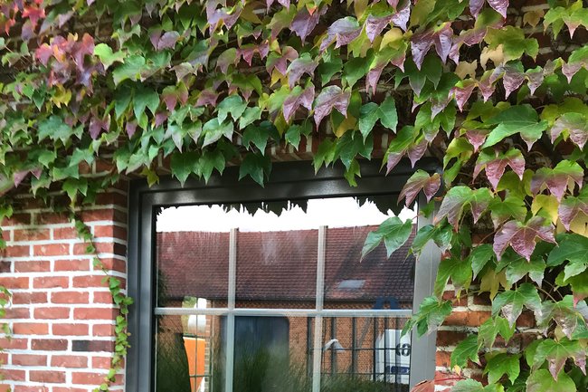 Kruisverdeling in het glas