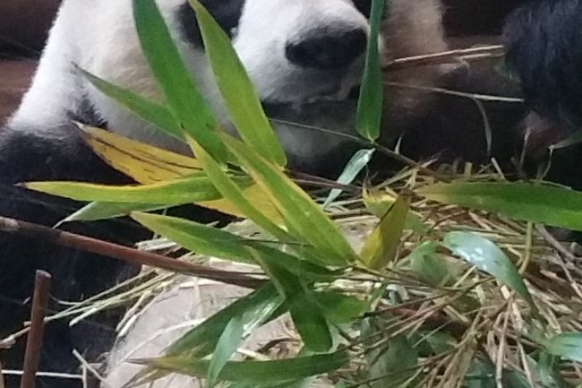 Der Panda hat`s erkannt: In der Ruhe liegt die Kraft!