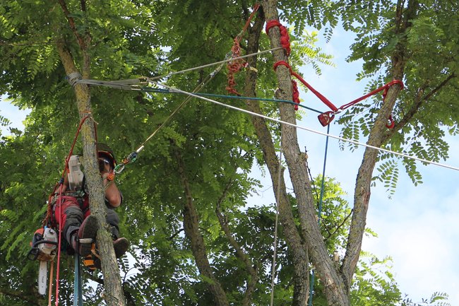 Het ontmantelen van een valse acacia mbv een zipline