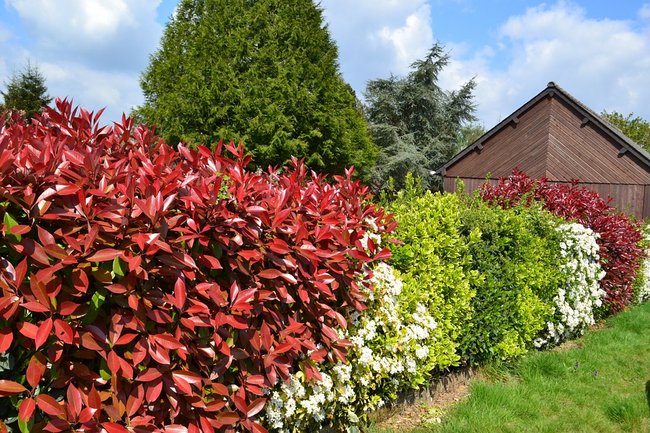 Haie champêtre ( Belmont, VD )