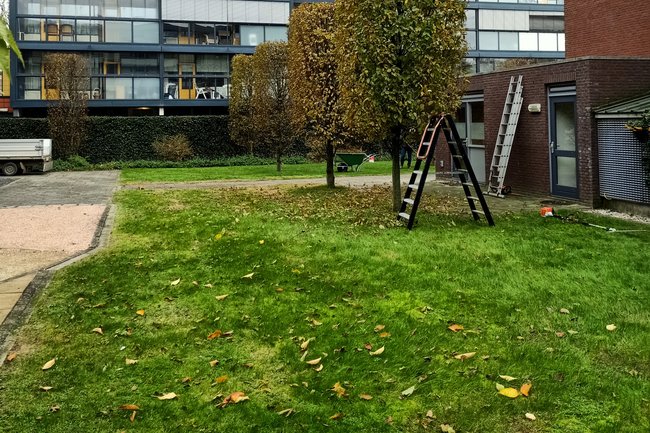 Snoeien van vormbomen