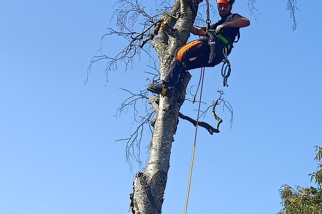 Gespecialiseerd in het klimmen van bomen
