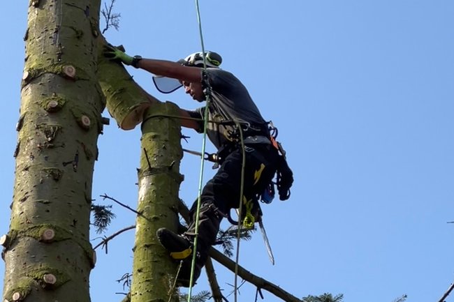 Guus Schrama boom verzorging-1