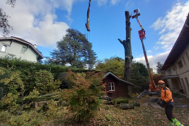 Démontage d'un magnifique chêne, tristement affaibli.
Thônex