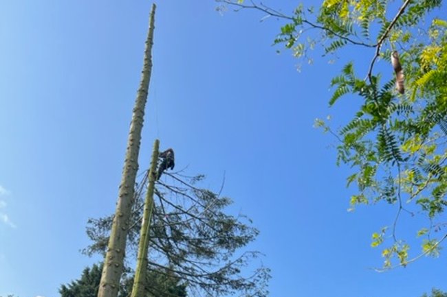 Guus Schrama boom verzorging-3