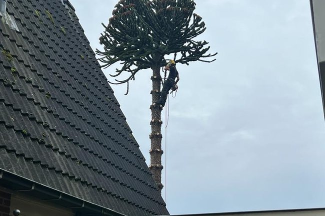 Ikwilvanmijnboompjeaf.nl-1