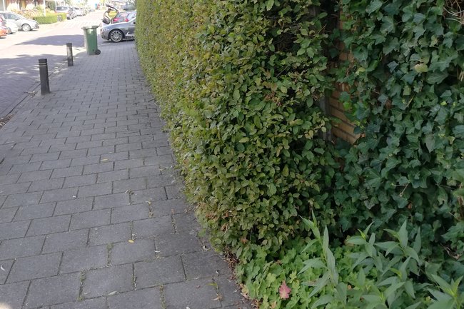 De Tuinbarbier-4