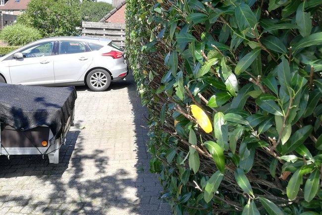 Na het knippen