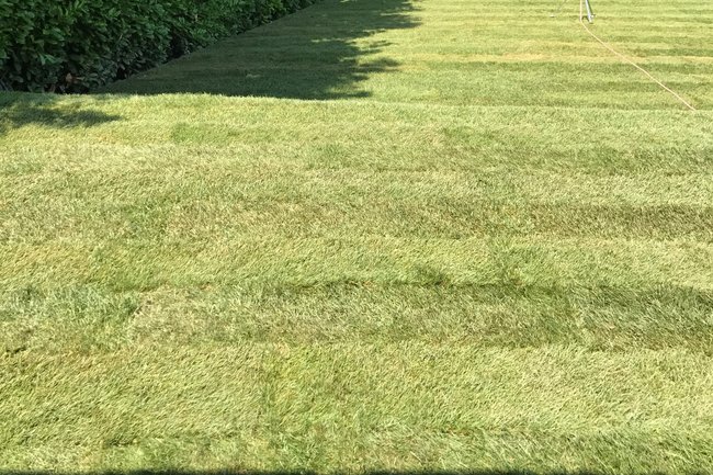 Pose de gazon pré-cultivé ( Collonge-Bellerive, GE )