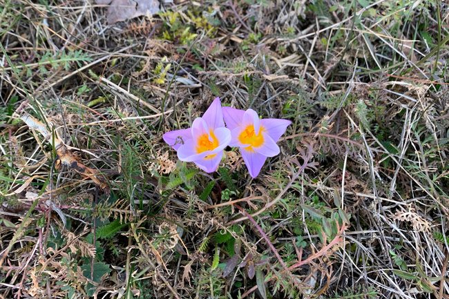 Le printemps est là