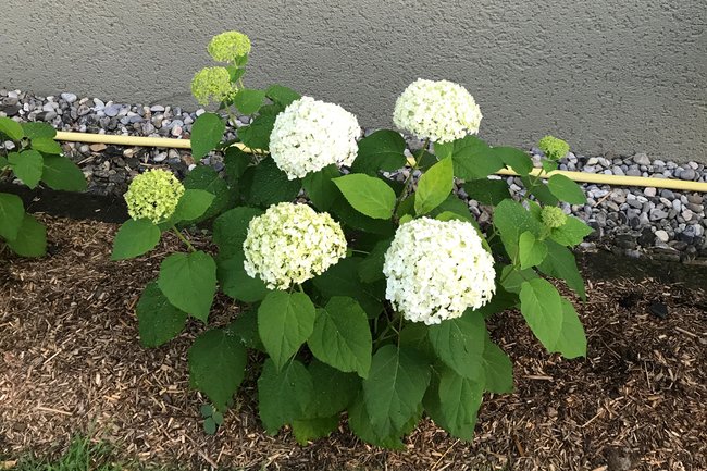 Des Hortensias bien entretenu donne beaucoup de fleurs
