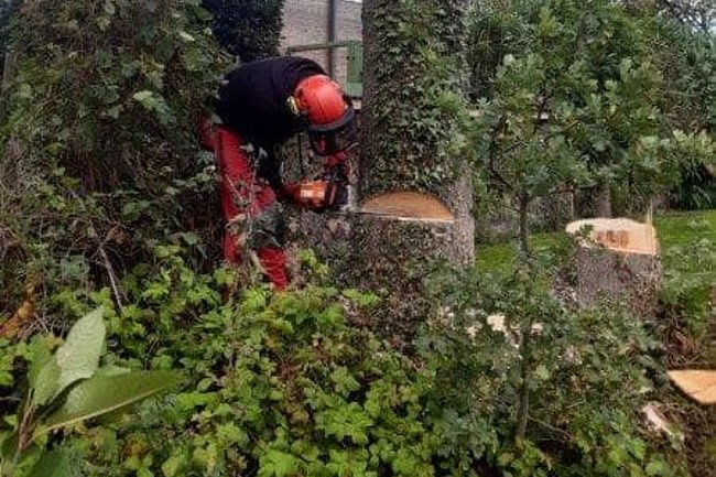 Vellen van bomen