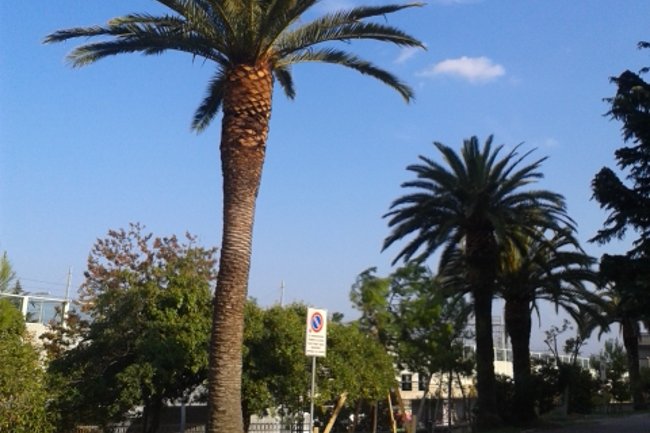 Manutenzione palme