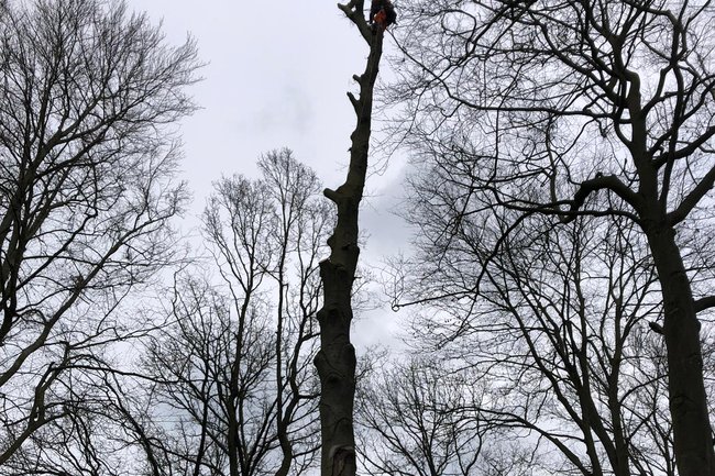 Rooien van een beuk