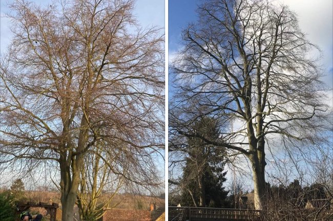 Urban Tree Solutions-1