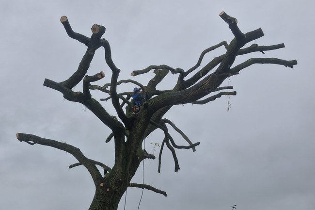 Terugsnoeien van een wilg.