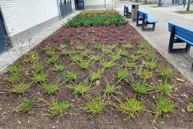 Aanplant borders