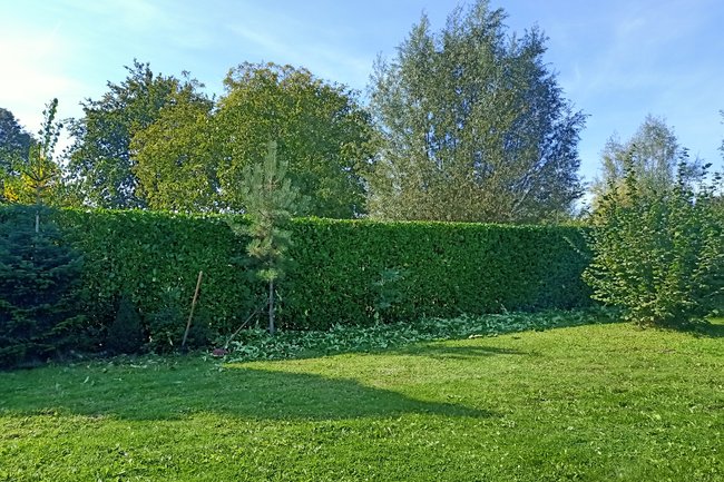 Snoeien van hagen