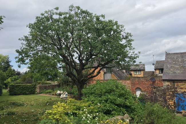 Urban Tree Solutions-5