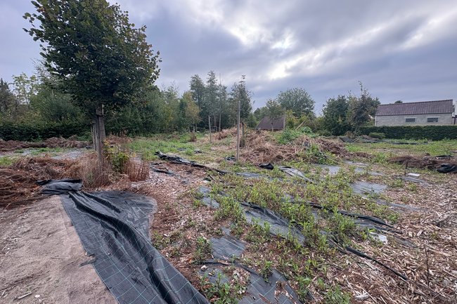 DVT tuinonderhoud-32