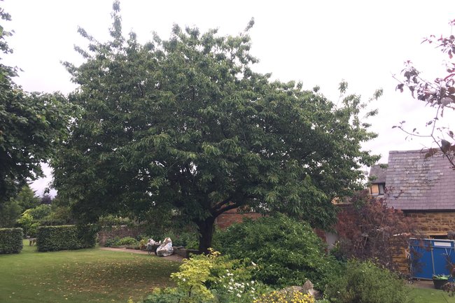 Urban Tree Solutions-4