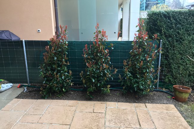 Plantation Photinias Red Robin ( Bellevue GE )