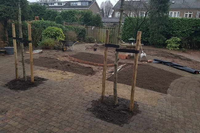 Renovatie verwilderd grasperceel annex 2 dakplatanen 1 van 3