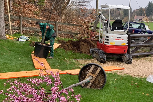 Plantation d'arbre gainier du Canada en fleur