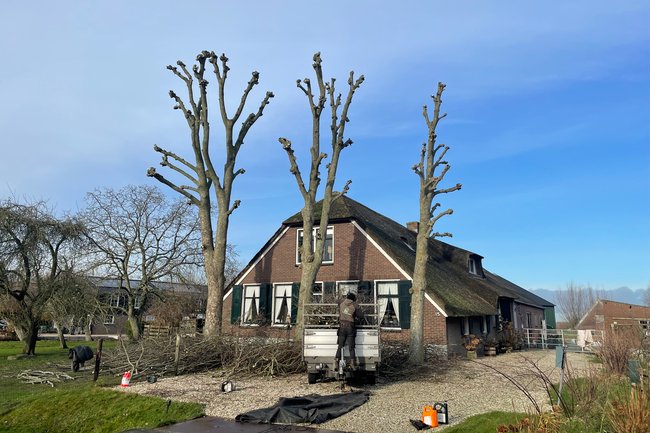 Urban Tree Solutions-3