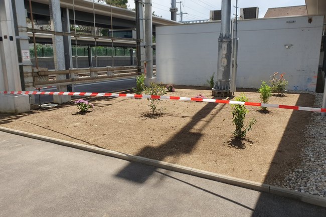 Plantation de gazon et arbustes gare de Gland