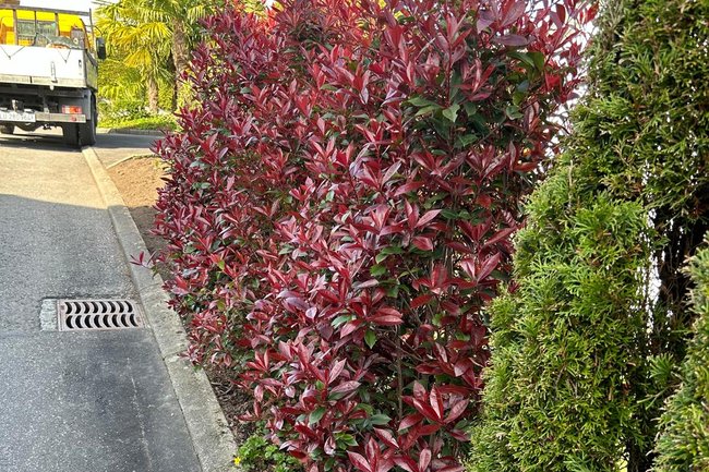 Hecke nach Kundenwunsch als Sichtschutz gepflanzt