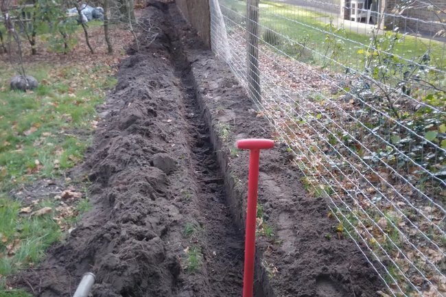 Aanplanten beukenhaag