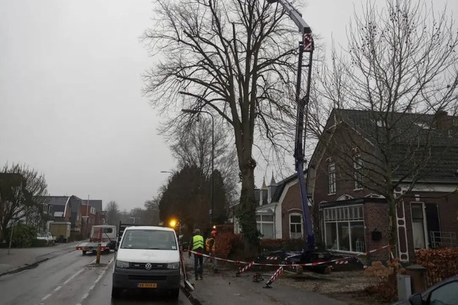 Linde opnieuw knotten na 10 jaar met een hoogwerker.