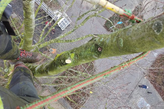 Snoeien van Beuken in Purmerend.