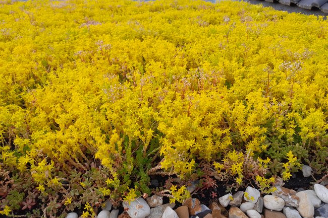 specialisme: aanleg van sedum daken.