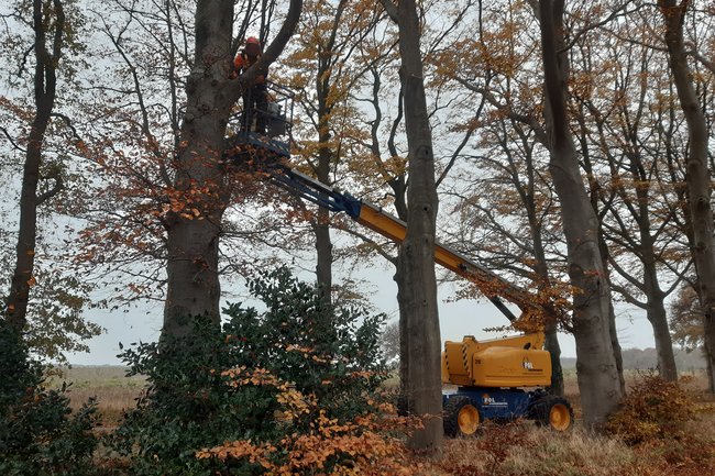 Naast vellen en klimmend werken ook ervaren met hoogwerker