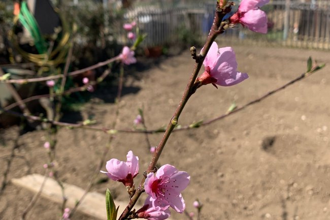 Notre pêcher du potager