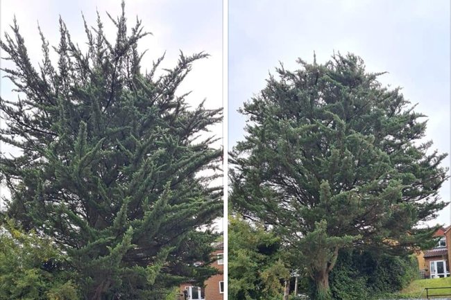 Urban Tree Solutions-1