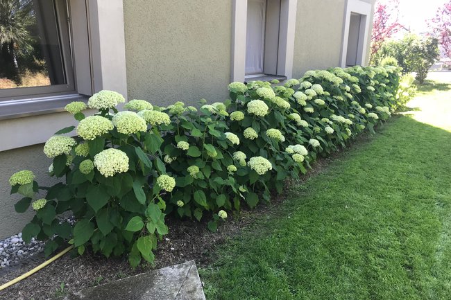 Hortensia