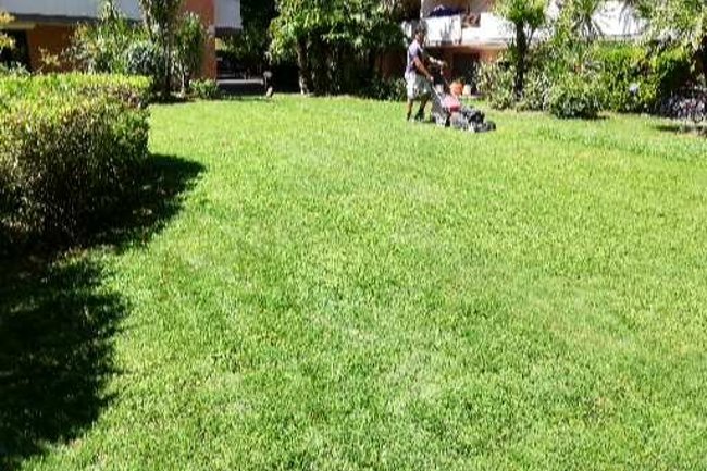 manutenzione prato