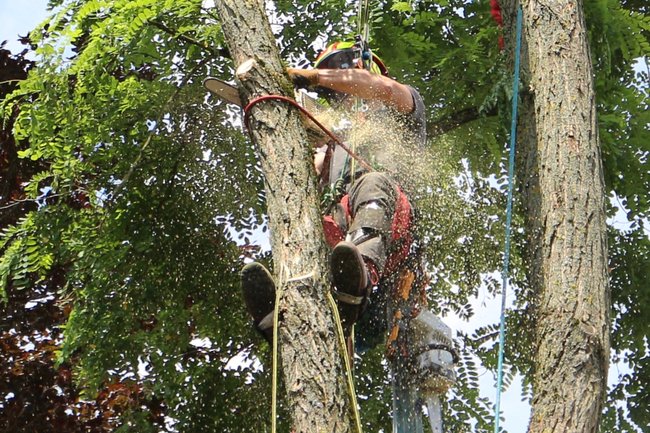 Het ontmantelen van een valse acacia mbv een zipline