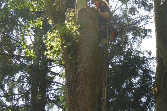 Treeskelion Boomverzorging-2