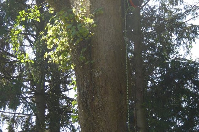Treeskelion Boomverzorging-3