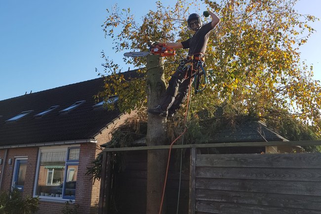 Klimmend een 17m hoge spar verwijderen binnen 1.5u