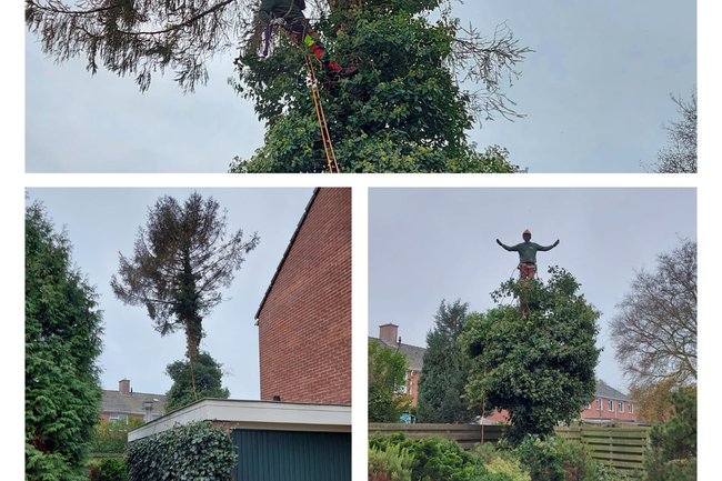 Boom afbreken achtertuin met weinig ruimte