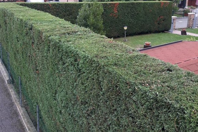 Foto di una Siepe di Layland potata in giardino di villetta