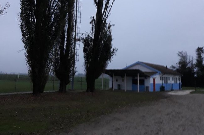 Potatura di un Pioppo Cipressino ad Alto Fusto