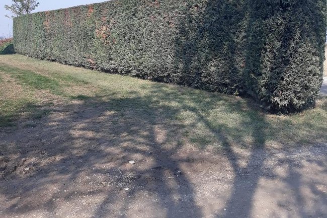 Foto Fine Lavori della siepe a protezione della casa