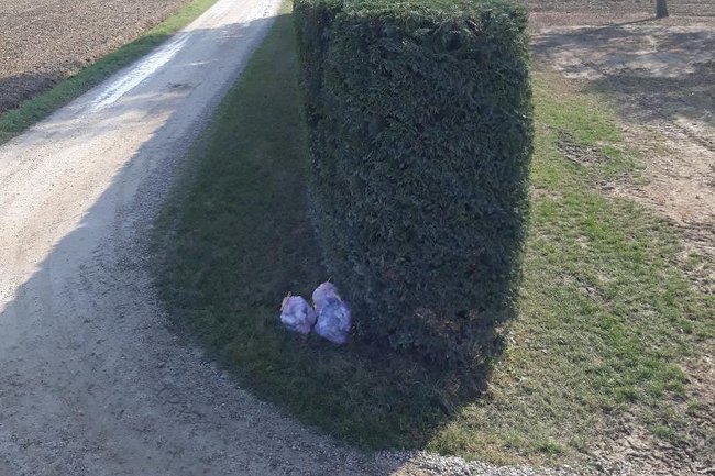 Foto Aerea della siepe dopo il passaggio del mio attrezzo